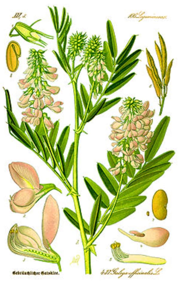 galega officinalis illustration